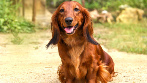 Standard long haired clearance dachshund